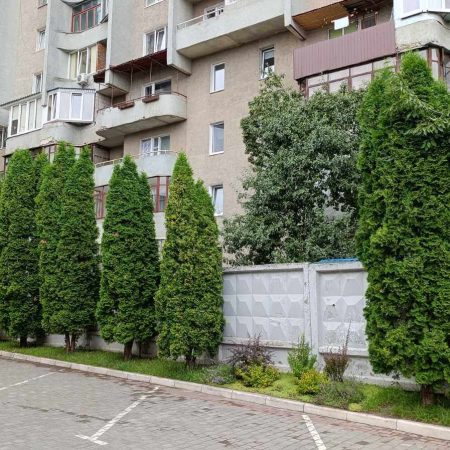 Стрижка туй Луцьк на проспекті Соборності