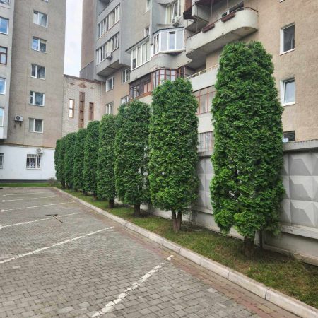 Стрижка туй на Соборності в Луцьку.